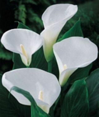 Calla aethiopica