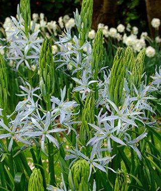 Camassia leichtlinii Caerulea Blue Heaven