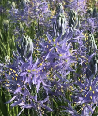 Camassia cusickii Zwanenburg