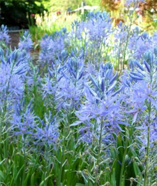 Camassia cusickii