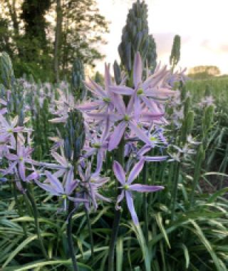 Camassia leichtlinii Aurora