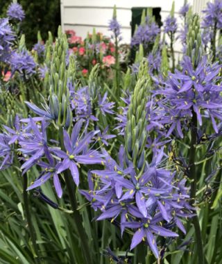 Camassia leichtlinii Caerulea