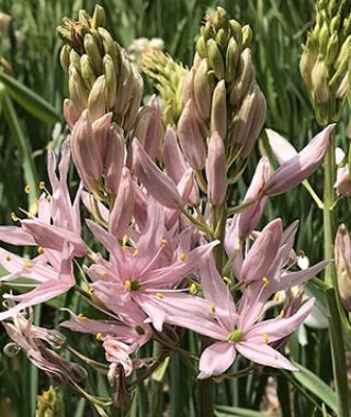 Camassia leichtlinii Pink Stars