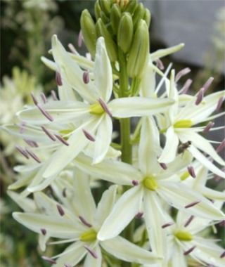 Camassia leichtlinii alba