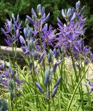 Camassia quamash Blue Melody