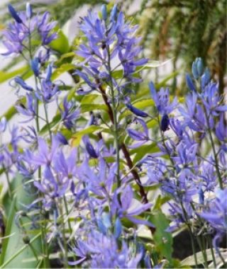 Camassia quamash Orion