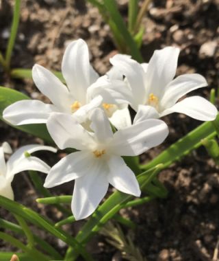 Chionodoxa luciliae alba