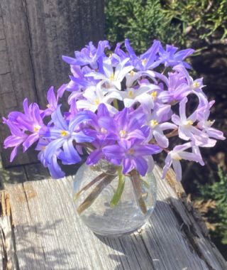 The Glorious Chionodoxa Mixture