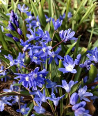 Chionodoxa sardensis