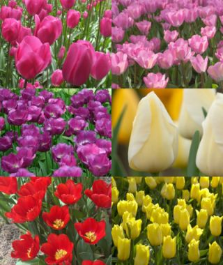 Collection C: A Rainbow of Triumph Tulips