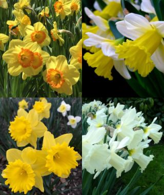 Collection J: Big Bang Naturalizing Narcissi