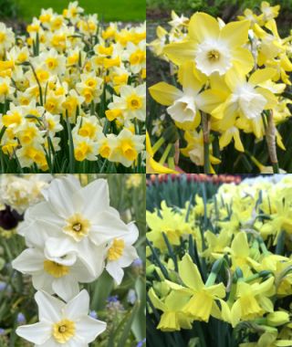 Collection L: Fragrant Naturalizing Jonquilla Narcissi 