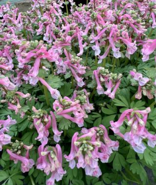 Corydalis solida Beth Evans