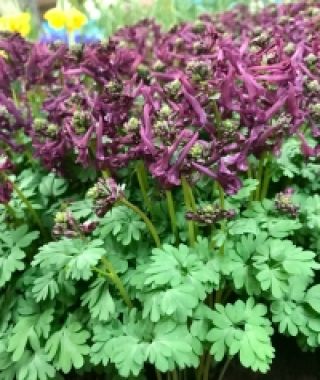 Corydalis solida Purple Bird