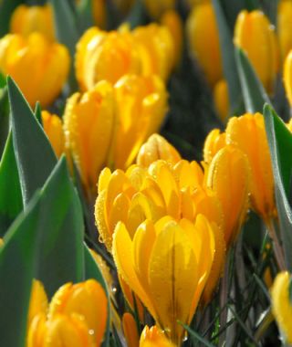 Crocus flavus Golden Yellow