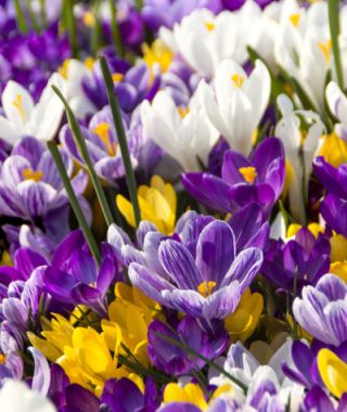 The Large Flowering Dutch Crocus Mixture