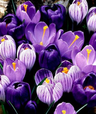 The Majestic Lavender Dutch Crocus Mixture