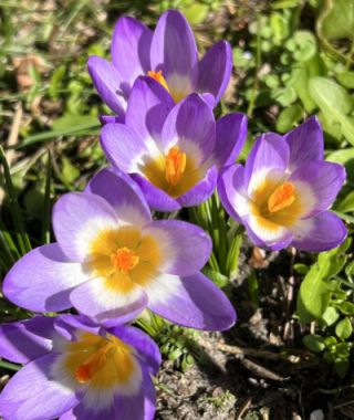 Crocus sieberi ssp. sublimus Tricolor