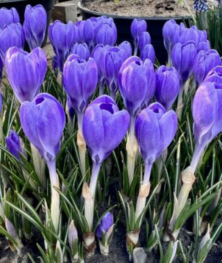 Crocus tommasinianus Hummingbird