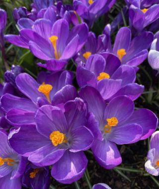 Crocus vernus Flower Record