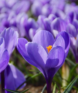 Crocus vernus Grand Maitre 