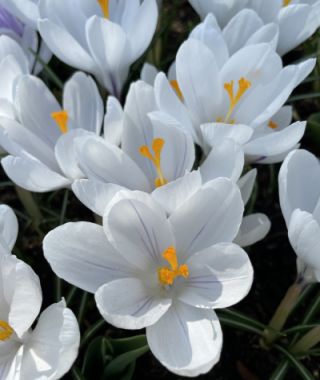 Crocus vernus Jeanne d'Arc