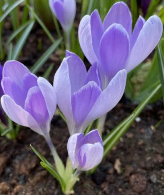 Crocus vernus Vanguard