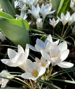 Crocus chrysanthus Ard Schenk