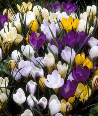 The Snow Crocus Species Mixture