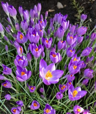 Crocus tommasinianus Barr's Purple