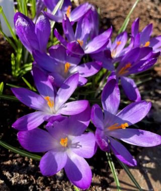 Crocus tommasinianus Ruby Giant