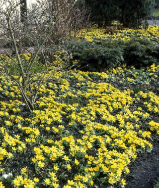 Eranthis cilicica