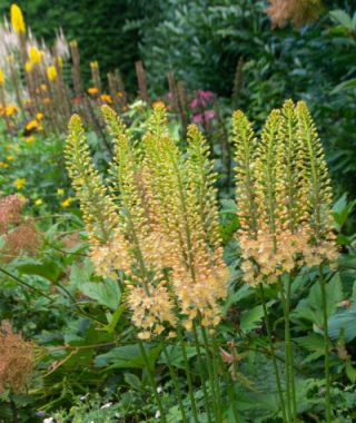 Eremurus isabellinus Romance