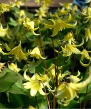 Erythronium californicum Pagoda