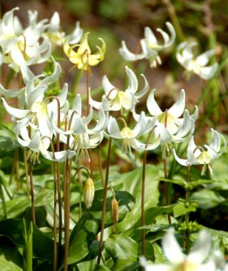 Erythronium revolutum White Beauty