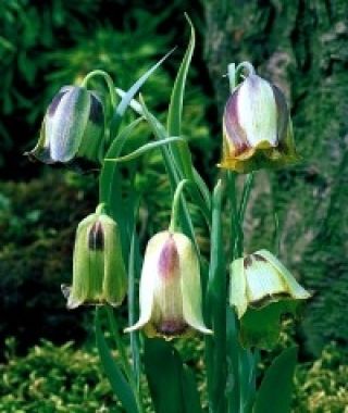 Fritillaria acmopetala