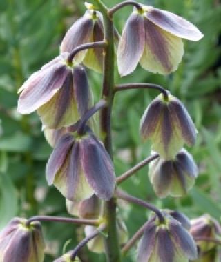 Fritillaria persica Green Dreams