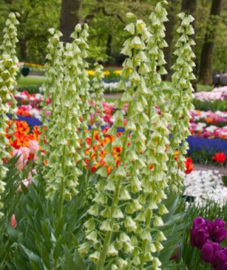 Fritillaria persica Ivory Bells