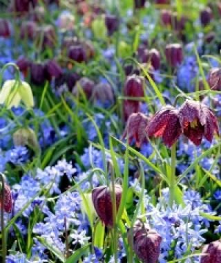 Fritillaria meleagris