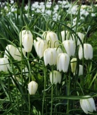 Fritillaria meleagris alba