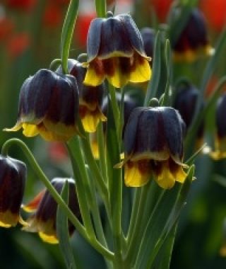 Fritillaria michailovskyi