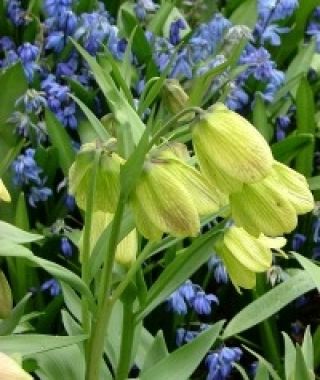 Fritillaria pallidiflora