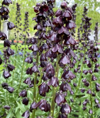 Fritillaria persica Purple Dynamite