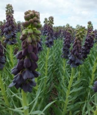 Fritillaria persica Twin Towers Tribute