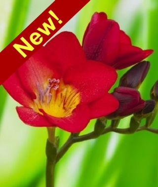 Freesia Red Baron