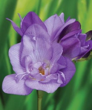 Freesia Blue Bayou (Double)