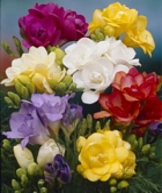 Double Freesia Mixture