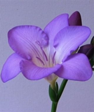 Freesia Mercurius (Single)