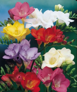 Single Freesia Mixture