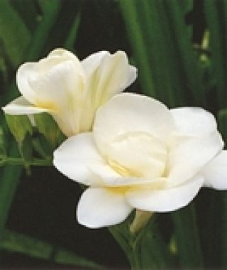 Freesia Volante(Double)